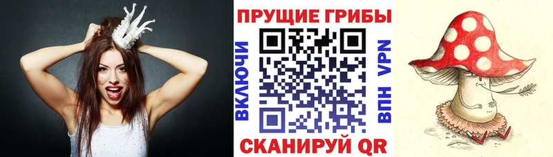 Псилоцибиновые грибы Psilocybine cubensis  Судак 